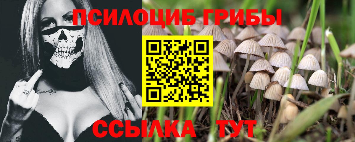 Псилоцибиновые грибы Psilocybine cubensis Первоуральск